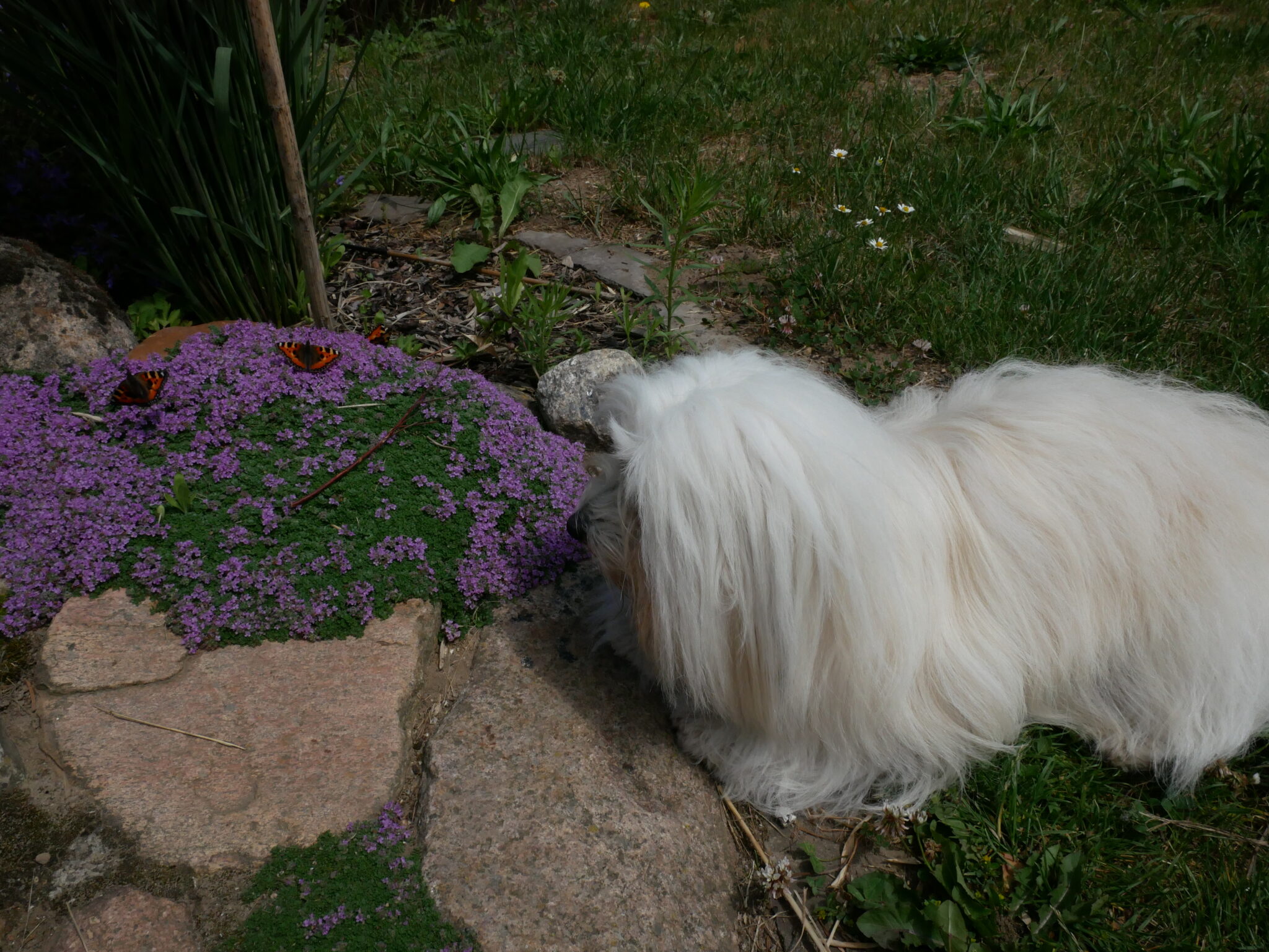 Ab in den Garten … Coton de Tuléar von den lütten