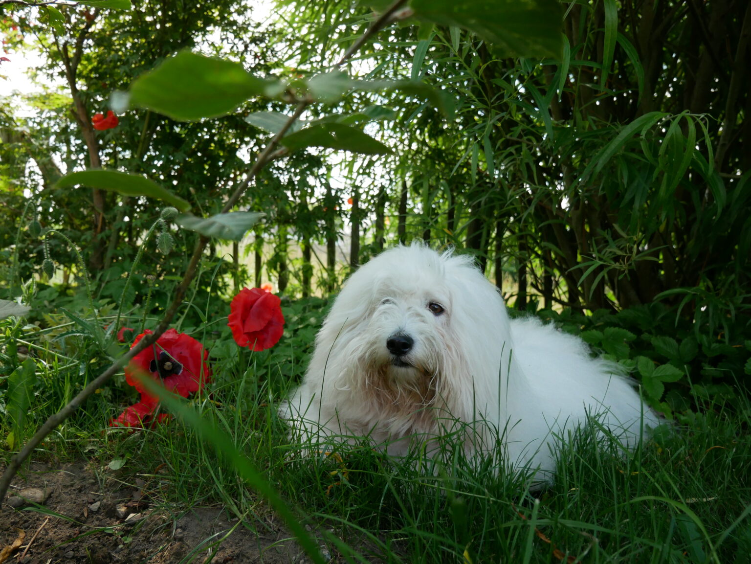 Ab in den Garten … Coton de Tuléar von den lütten