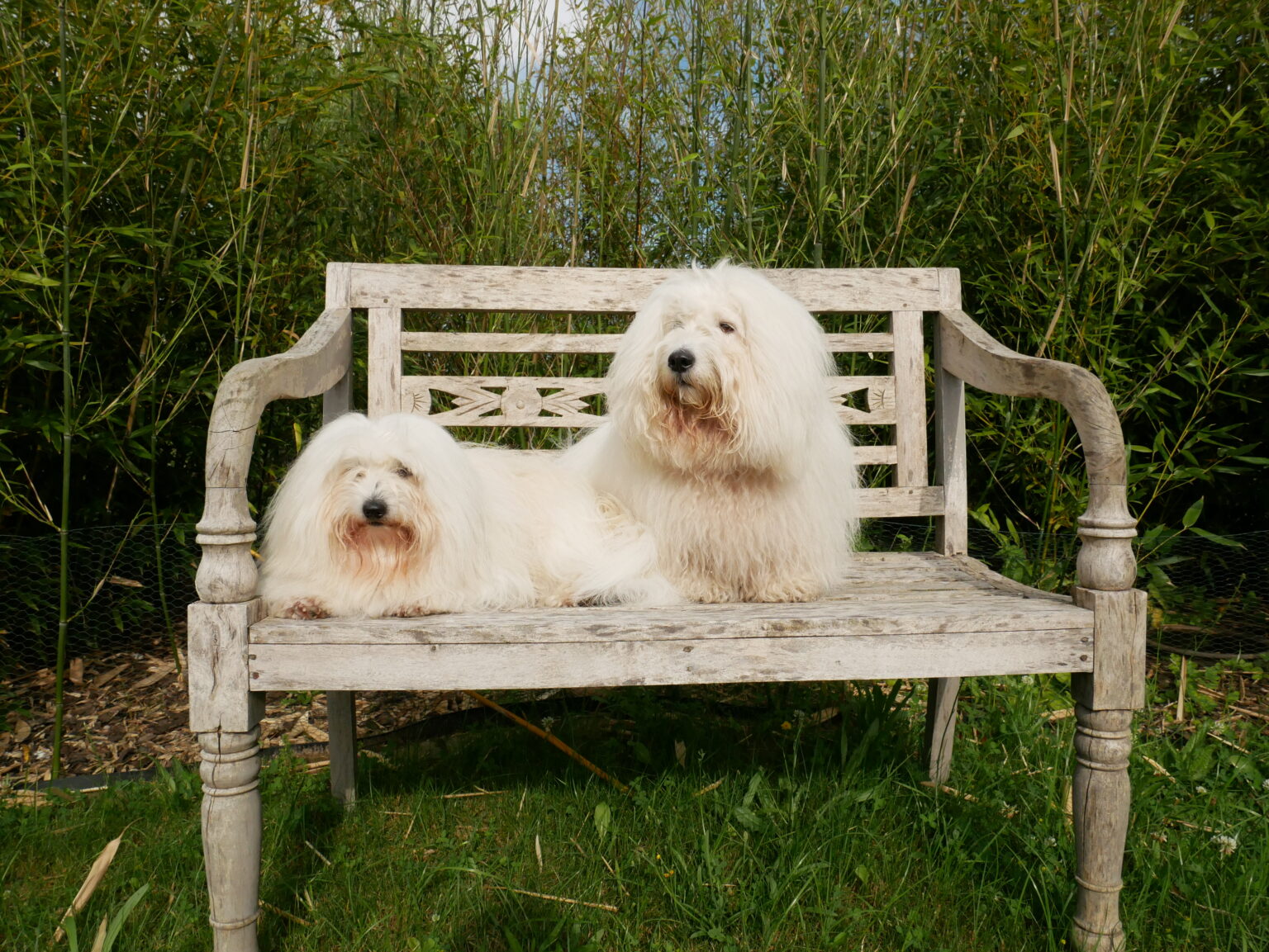 Ab in den Garten … Coton de Tuléar von den lütten