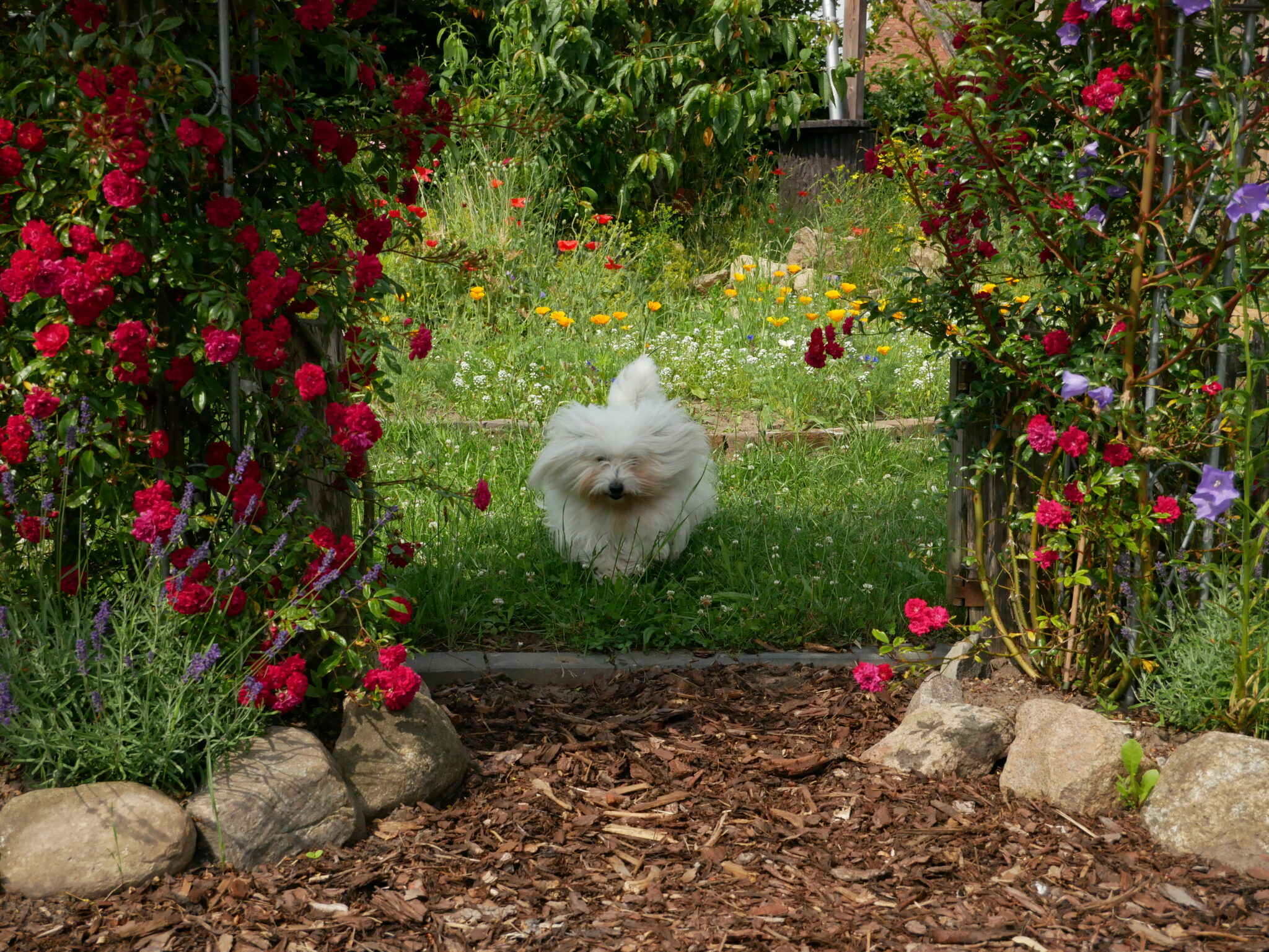 Ab in den Garten … Coton de Tuléar von den lütten