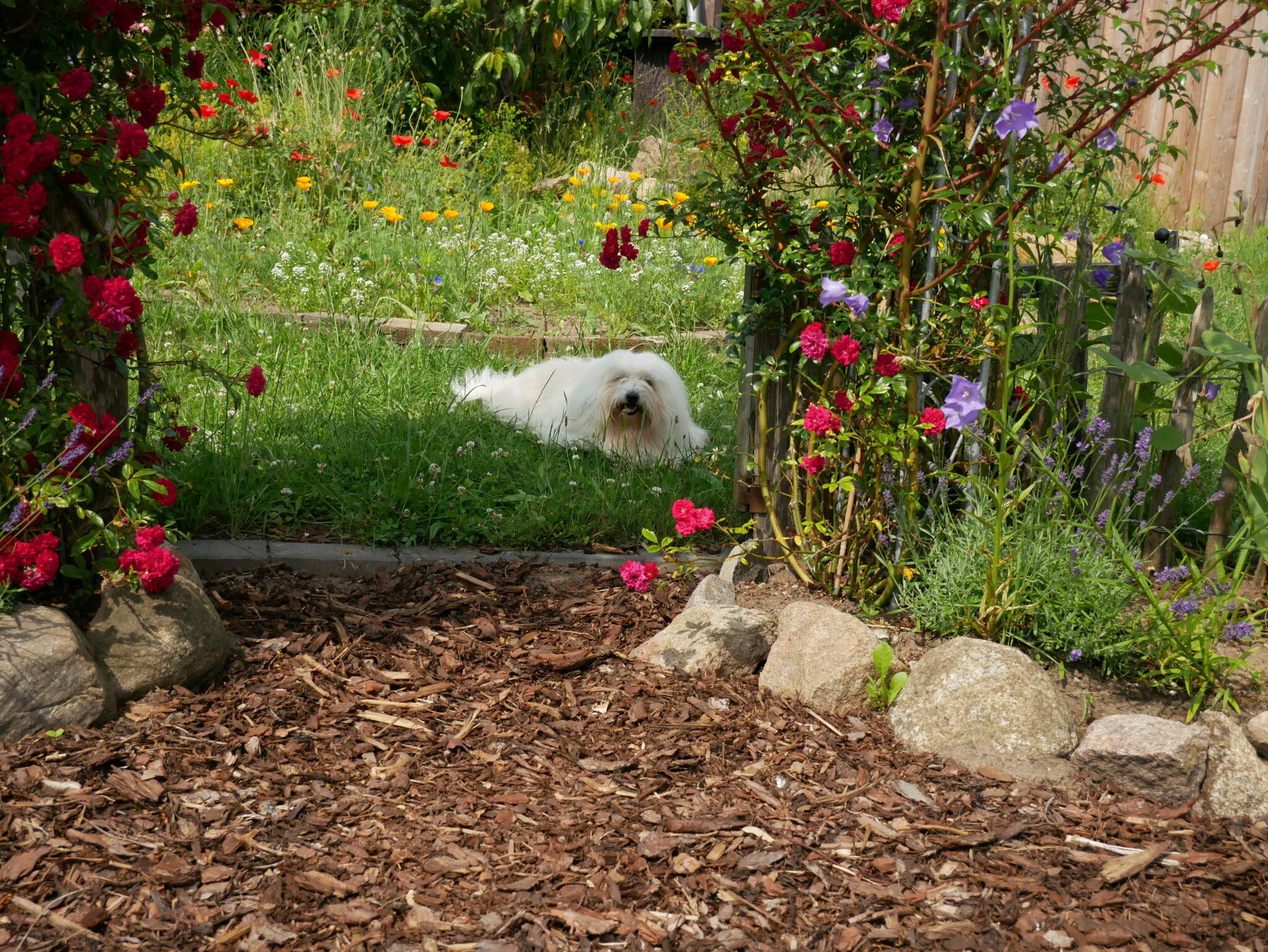 Ab in den Garten … Coton de Tuléar von den lütten